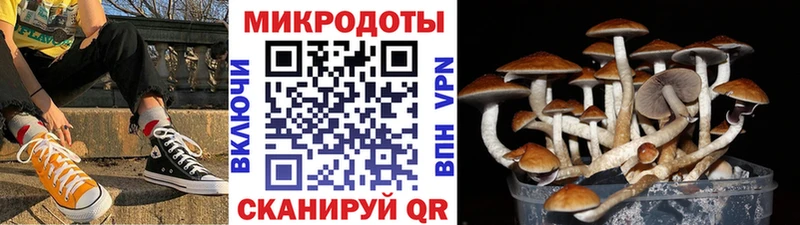 магазин продажи Приозерск Галлюциногенные грибы MAGIC MUSHROOMS